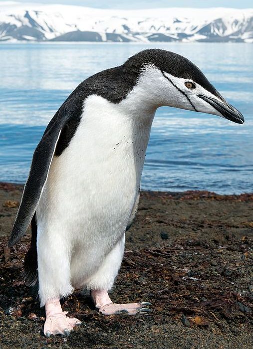 A Random Penguin